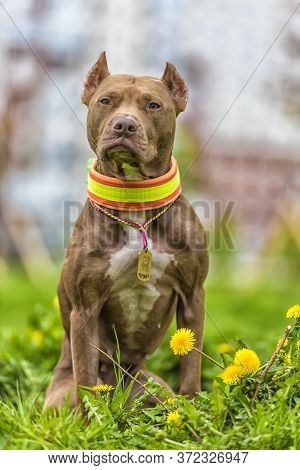 Brown Pit Bull Terrier With Dandelions In The Park