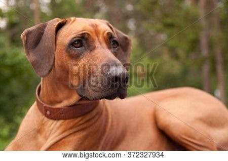 Rhodesian Ridgeback