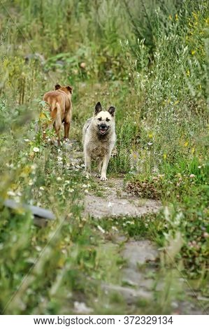 Flock Of Stray Dogs Outdoors In Summer