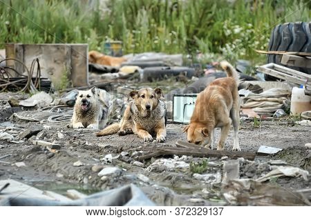 Flock Of Stray Dogs Outdoors In Summer