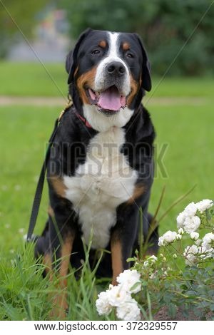 Grosser Schweizer Sennenhund