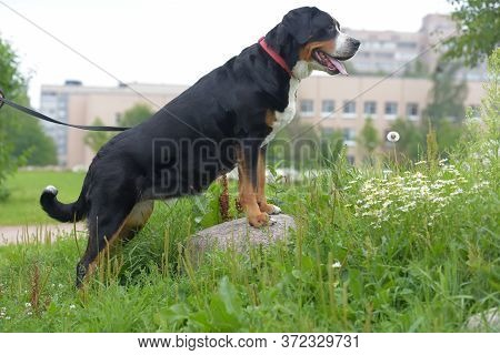 A Purebred Grosser Schweizer Sennenhund Dog  In Summer
