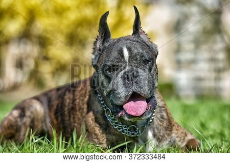 German Boxer With Cropped Ears In The Summer In The Park