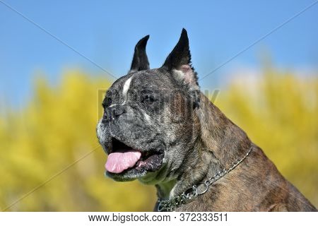 German Boxer With Cropped Ears In The Summer In The Park