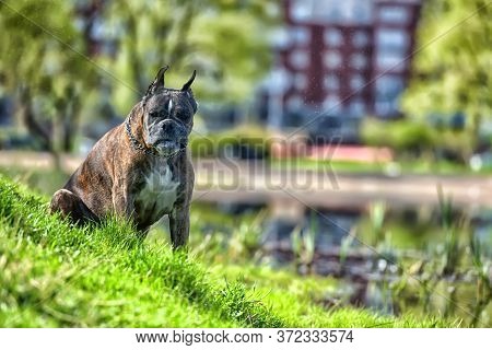German Boxer With Cropped Ears In The Summer In The Park