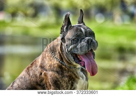 German Boxer With Cropped Ears In The Summer In The Park