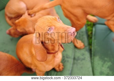 Hungarian Viszla Puppy Close Up Outdoor Photo