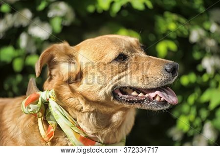 Red Medium Size Mixed Breed Homeless Dog Stay Outdoor On Street, Portrait