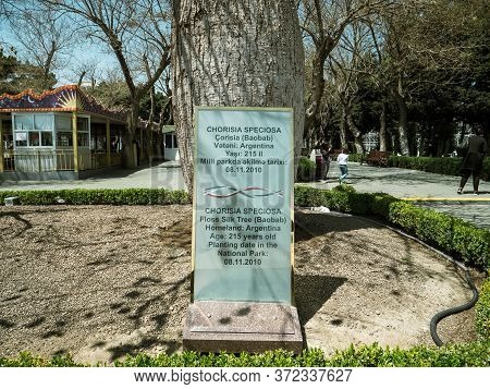Baku, Azerbaijan - May 2, 2019: Information Near A Tree Chorisia Speciaosa Baobab Tree 215 Years Old