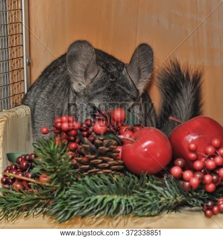 Gray Chinchilla And Christmas Berries