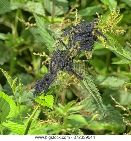 Group Of Black European Peacock Caterpillars Feeding On Stinging Nettle Leaves