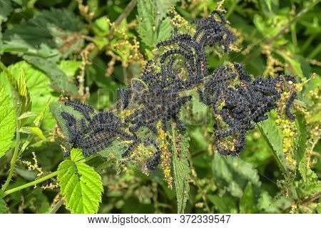 Group Of Black European Peacock Caterpillars Feeding On Stinging Nettle Leaves