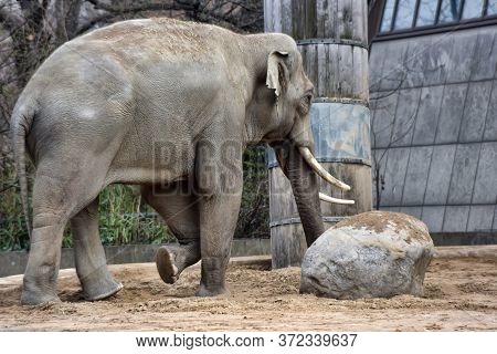 Elephant In The Berlin Zoo