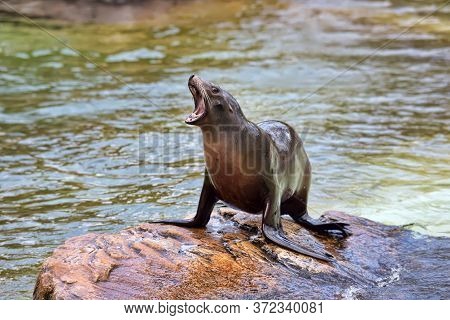 Sea Lion Or Seal Sitting On A Rock.