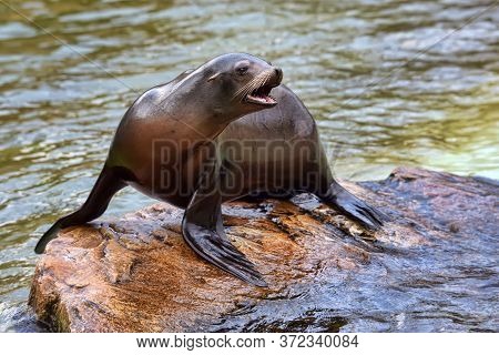 Sea Lion