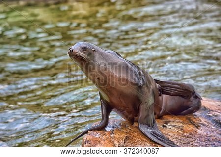 Sea Lion