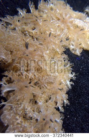Glowing Algae (seaweed) In Aquarium Close Up