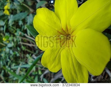 A Yellow Flower So Beautiful In The Forest