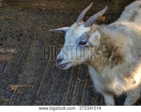 White Goat With Two Horns In The Fold