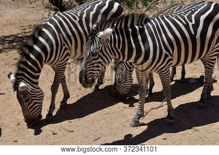 Zebras In The Wild Nature Park Close Up Outdoor Photo