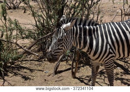 Zebras In The Wild Nature Park Close Up