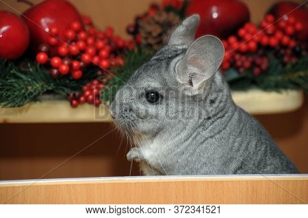 Gray Chinchilla