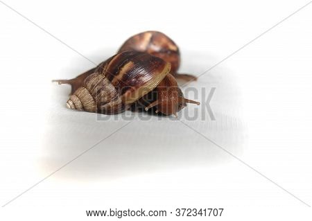 Snail On White Background. Akhatin's Snail. Close Up Photo