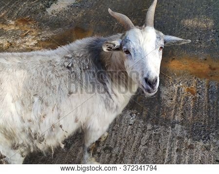 White Goat With Two Horns In The Fold