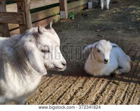 A Small White Goat With Two Horns In The Fold