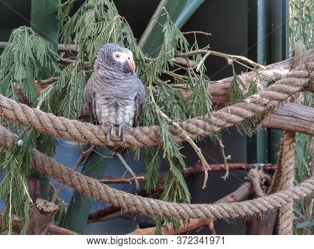 A Beautiful Bird Sitting Alone In A Cage