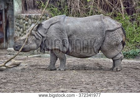 The White Rhinoceros Or Square-lipped Rhinoceros (ceratotherium Simum) Is The Largest Extant Species
