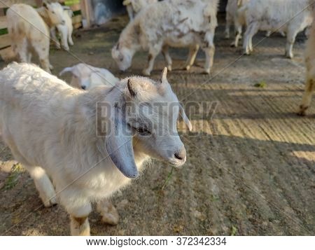 A Small White Goat With Two Horns In The Fold