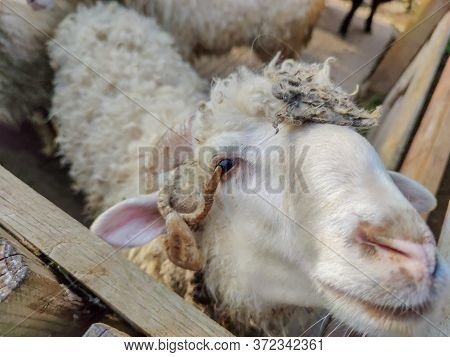 White Sheep With Two Horns In The Fold