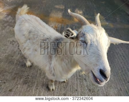 White Goat With Two Horns In The Fold