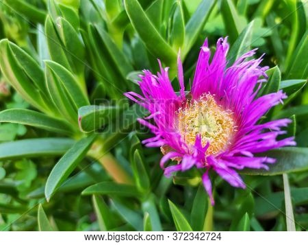 A Beautiful Purple Flower Next To Green Plants
