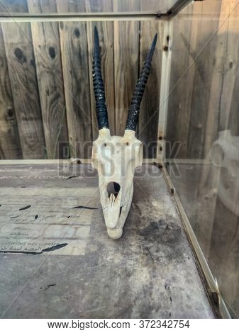 A Skull Of Tiger In A Glass