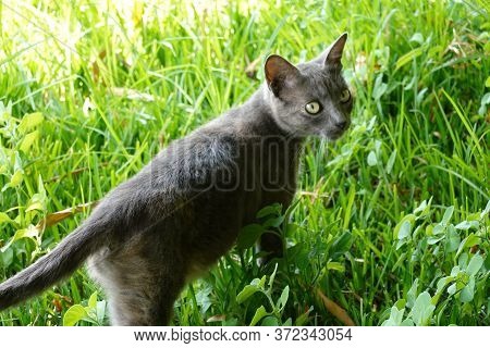 A Cat That Is Standing In The Grass