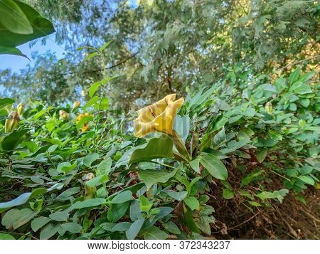 Yellow Flowers So Beautiful In The Forest