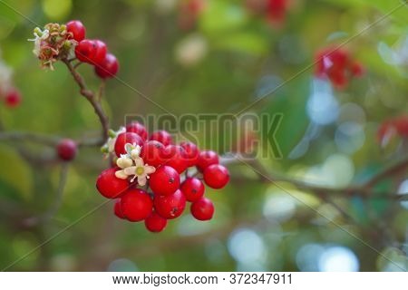 Close-up Of Bright Red Holly Berries And White Flowers On The Branch Of A Holly Tree With Bokeh; Sel