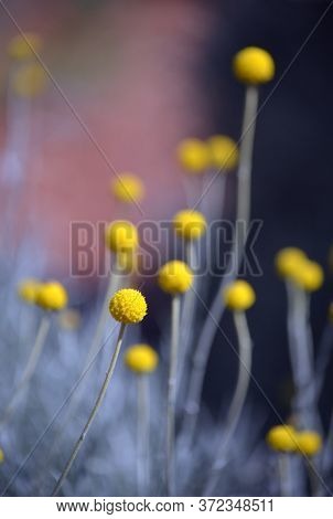 Australian Native Yellow Billy Button Flowers, Craspedia Glauca, Daisy Family Asteraceae. Also Known