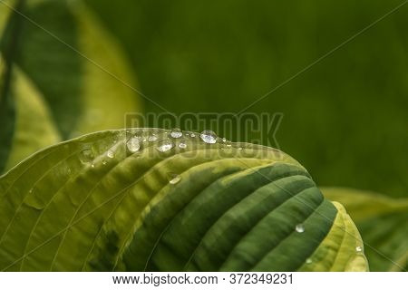 Big Hosta Or Funkia Leaves In Spring Garden