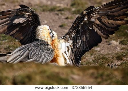 The Bearded Vulture (gypaetus Barbatus), Also Known As The Lammergeier Or Ossifrage On The Feeder. A
