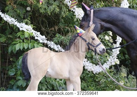 A Brown Mare And A Yellow Foal With Hats On The Head And Guirlandes In The Trees. Background For Gre
