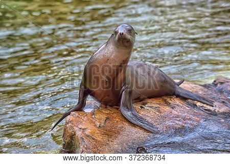 Sea Lion Or Seal Sitting On A Rock.