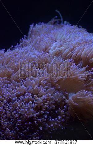 Glowing Algae (seaweed) In Aquarium  Close Up