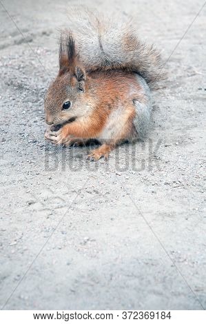 Red Squirrel On Ground