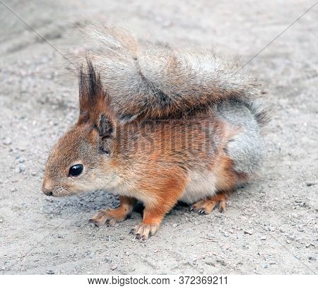 Red Squirrel On Ground
