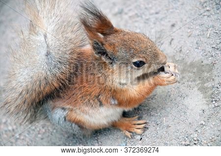 Red Squirrel On Ground