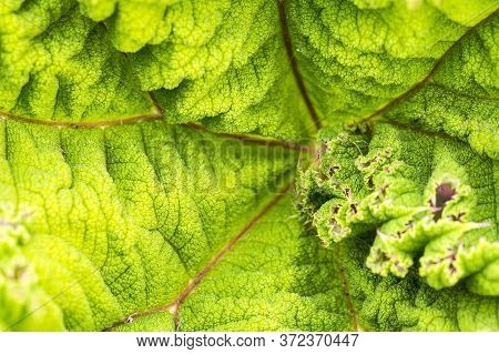 Background Green Textured Vibrant Color Leaf. Graphic Ressource