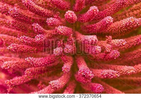 Background Red Textured Vibrant Color Flower. Graphic Ressource